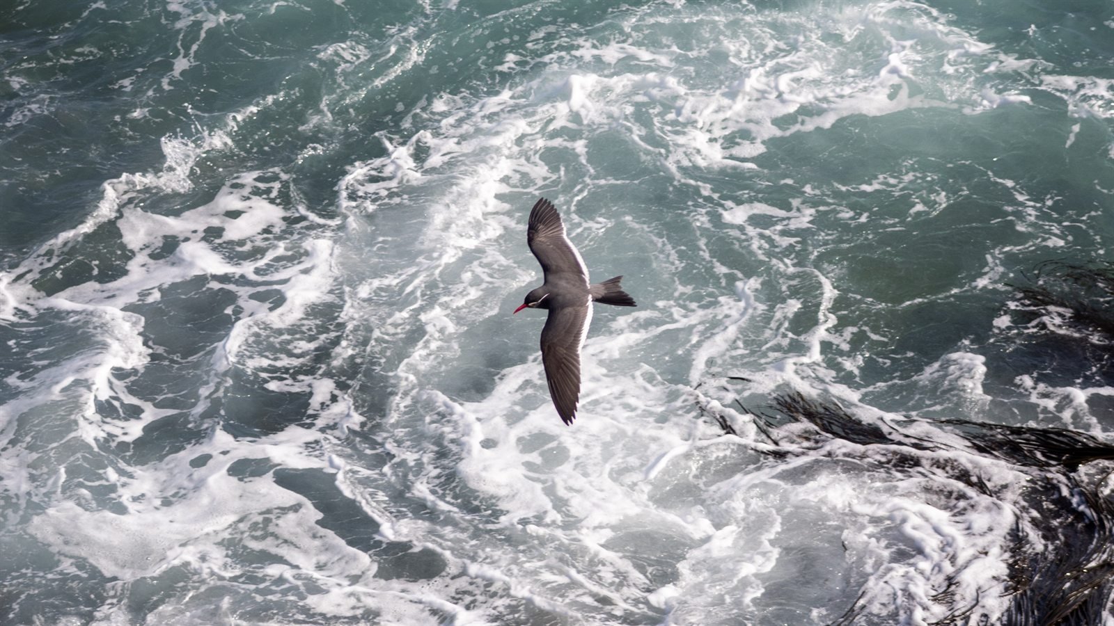 Ave oscura volando con las alas extendidas sobre olas espumosas del mar.