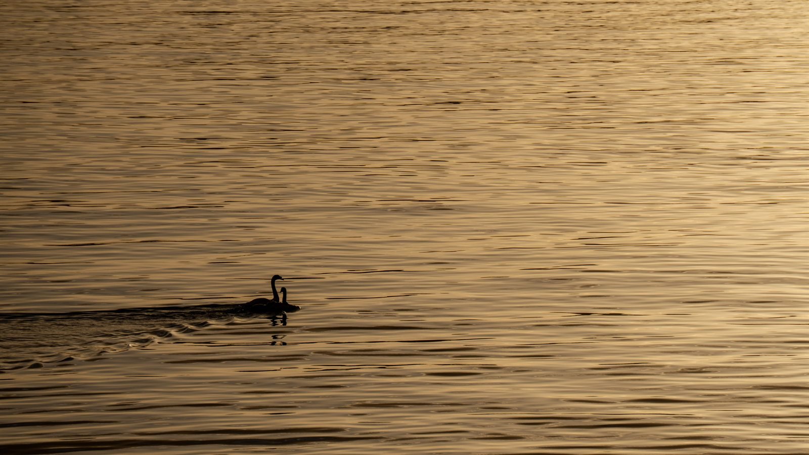 Cisne negro nadando sobre aguas doradas que reflejan la luz del atardecer.